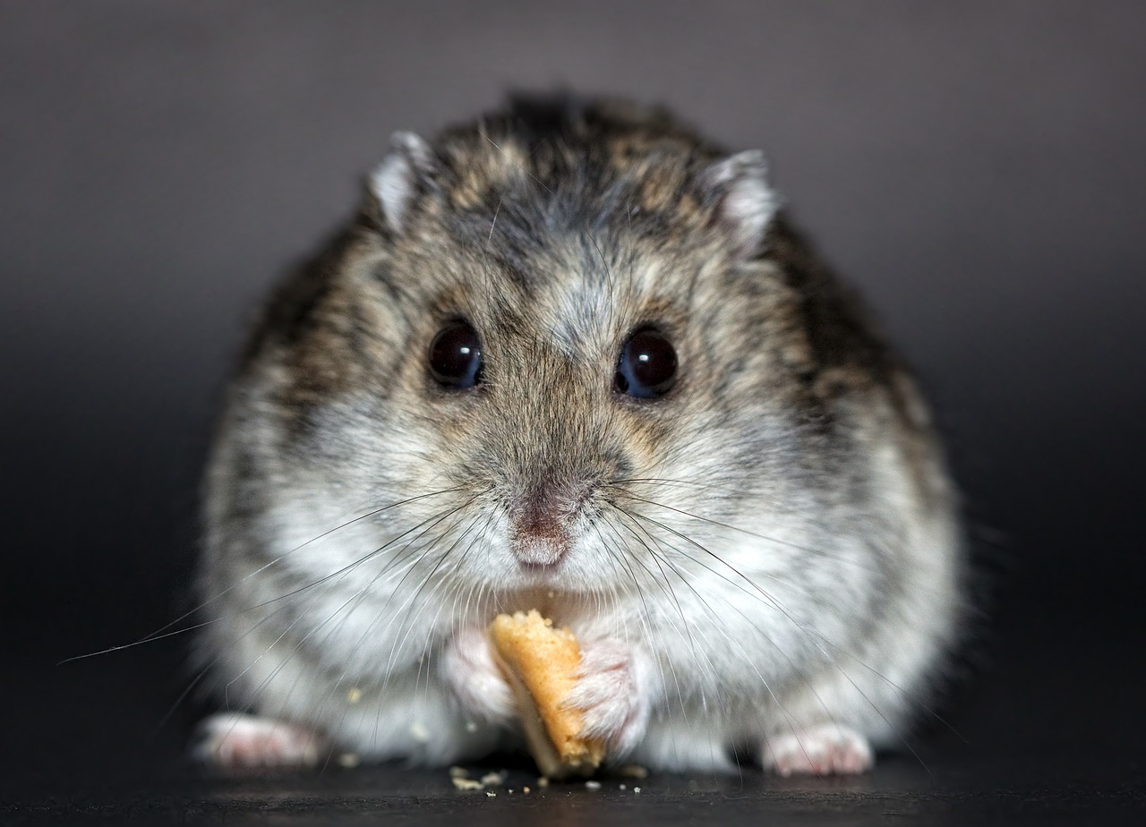 Quel prénom original et mignon puis-je donner à mon hamster?